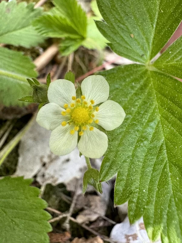 Fragraria vesca Wild strawberry