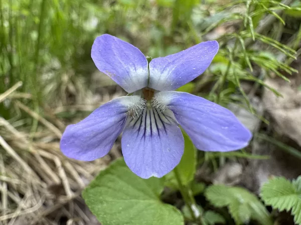 Viola canina V. ericetorum heath Dog-violet