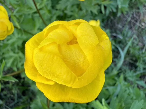 Trollius europaeus Globeflower
