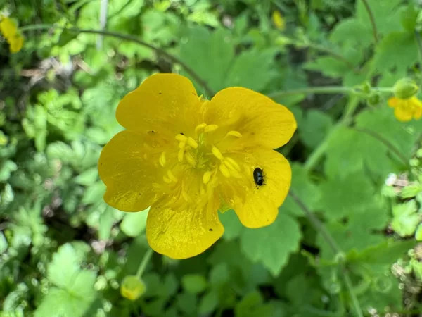 Ranunculus lanuginosus wooly butercup
