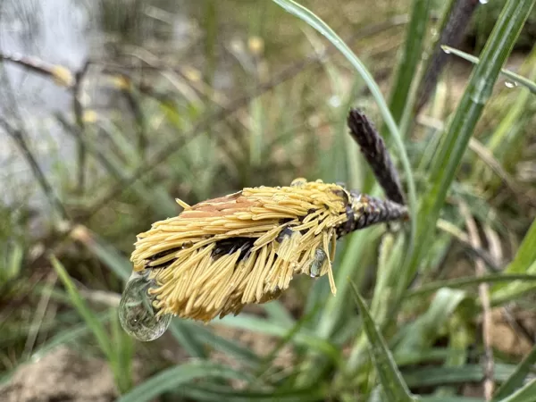 Carex flaca (glauca) Glaucos sedge