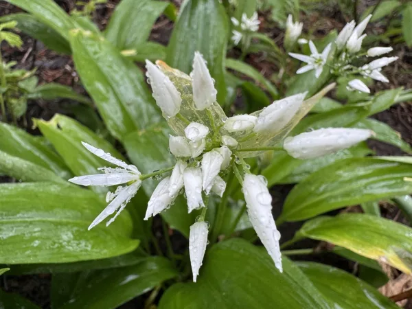 Allium ursinum Ramson