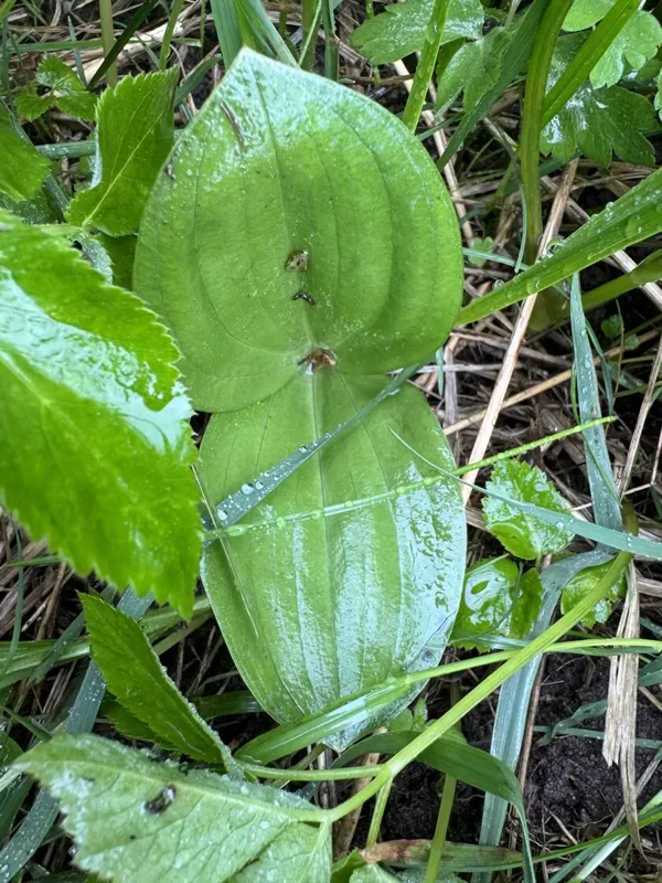 Listera ovata Neottia ovata common Twayblade