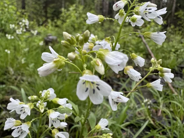 Cardamine amara large bitter cress