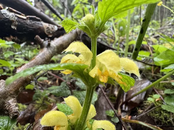 Galeobdolon luteum Lamiastrum galeobdolon yellow Archangel
