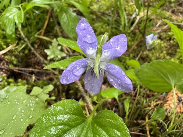 Viola riviniana common Dog-violet
