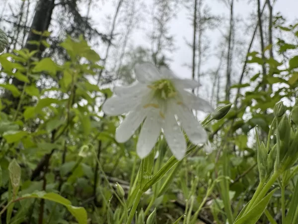 Stellaria holostea greater Stitchwort