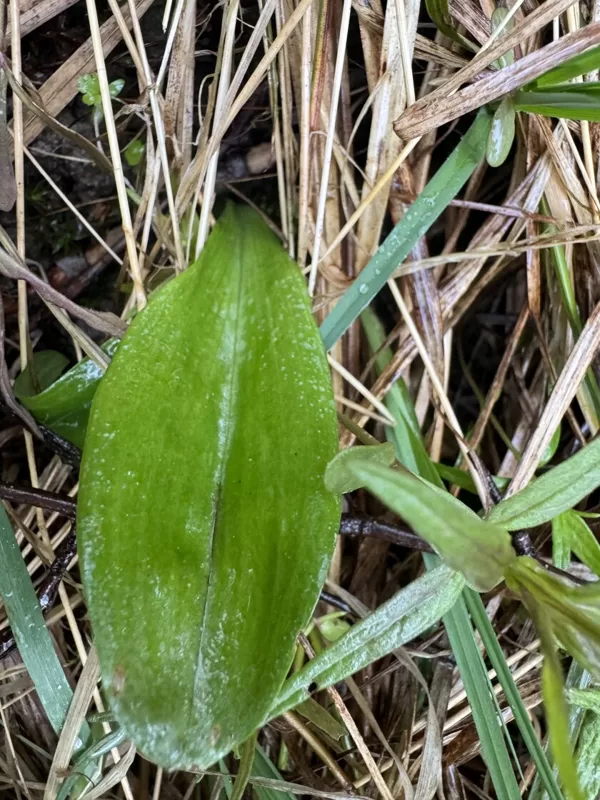 Platanthera spp. Butterfly - orchid
