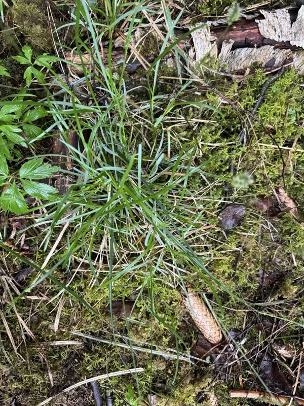Sesleria caerulea blue Moor-grass