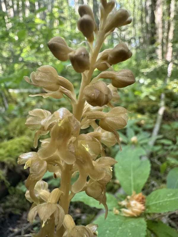 Neottia nidus-avis Birds nest orchid