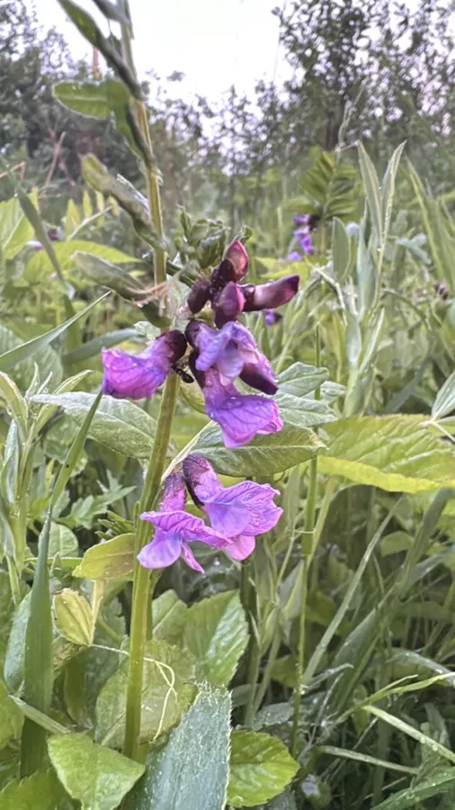 Vicia sepium bush vetch