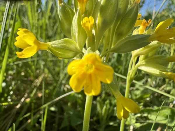 Primula veris Cowslip