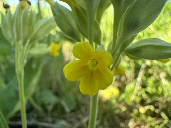 Primula veris Cowslip