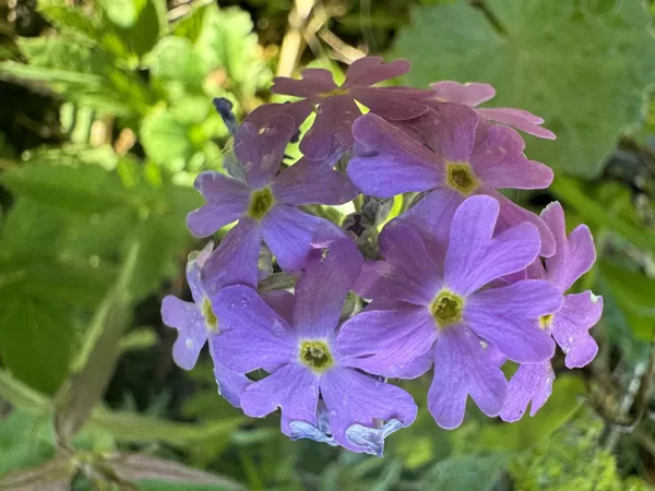 Primula farinosa bird’s-eye Primrose