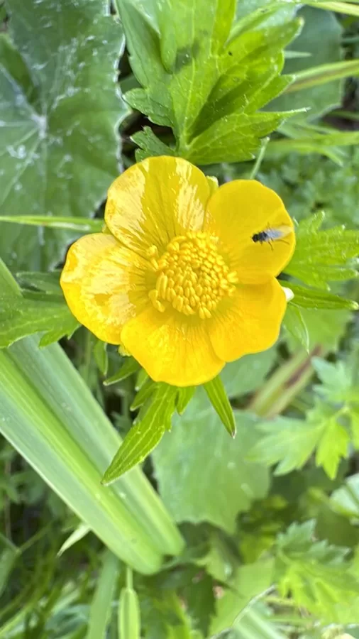 Ranunculus repens creeping buttercup