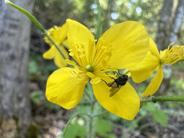 Chelidonium majus greater celandine