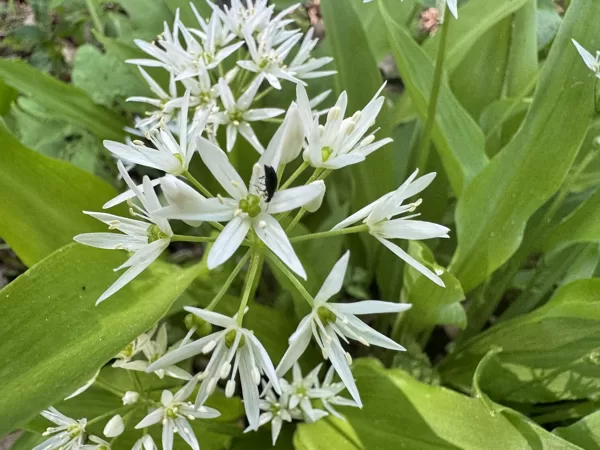 Allium ursinum ramson