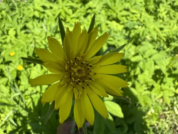Tragopogon pratensis Goats beard