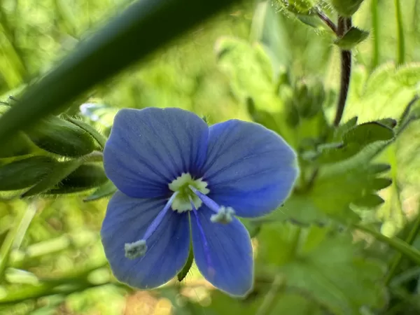 Veronica chamaedrys germander Speedwell