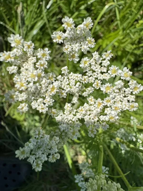 Carum carvi caraway