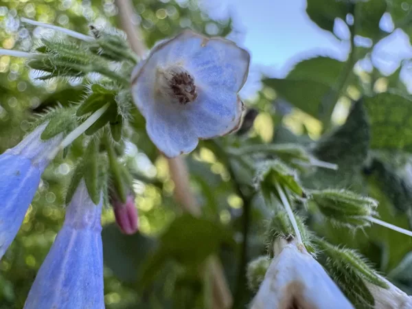 Symphytum asperum rough Comfrey