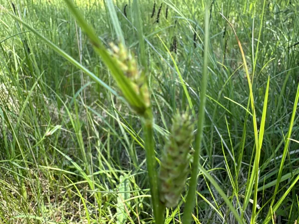 Carex hirta hairy sedge