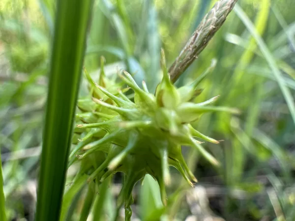 carex flava large Yellow sedge