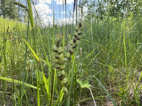 Carex panicea carnation Sedge