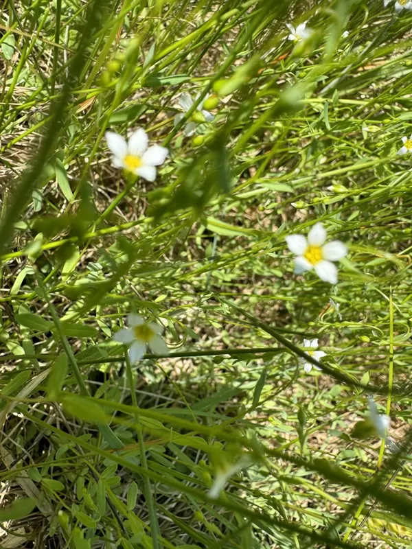 Linum catharticum Fairy flax