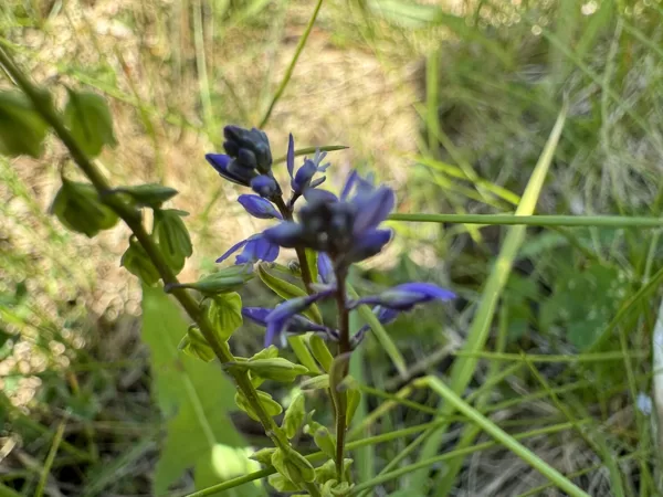 Polygala amarella dwarf Milkwort