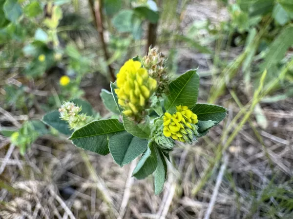 Medicago lupulina black Medick