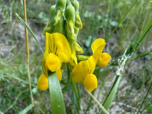 Lathyrus pratensis meadow Vetchling