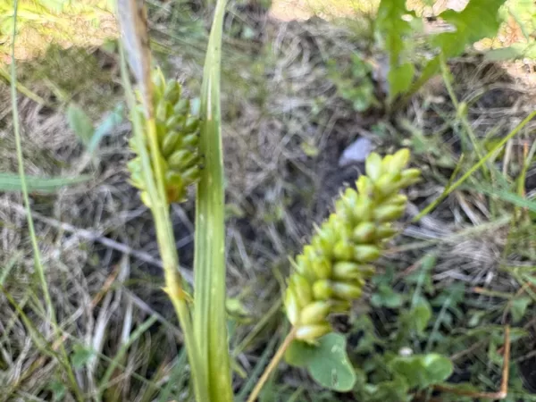 Carex pallescens pale sedge