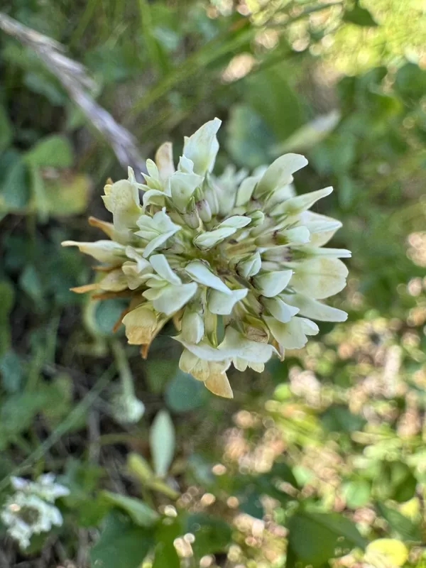 Trifolium repens white clover