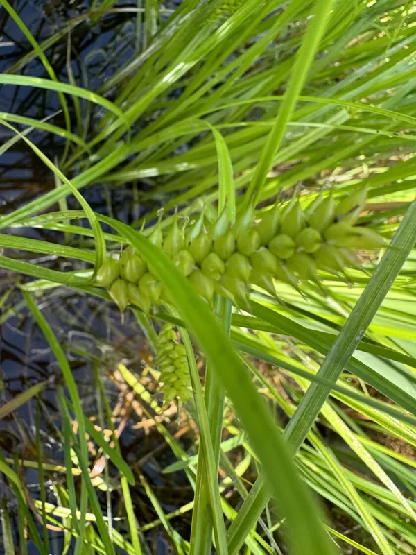 Carex pseudocyperus cyperus Sedge