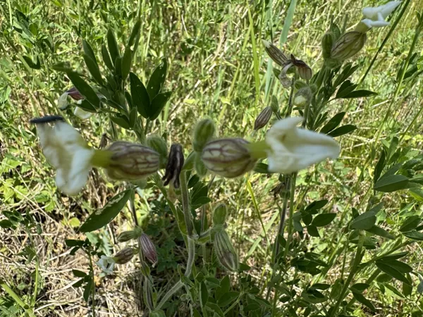 Silene vulgaris bladder Campion