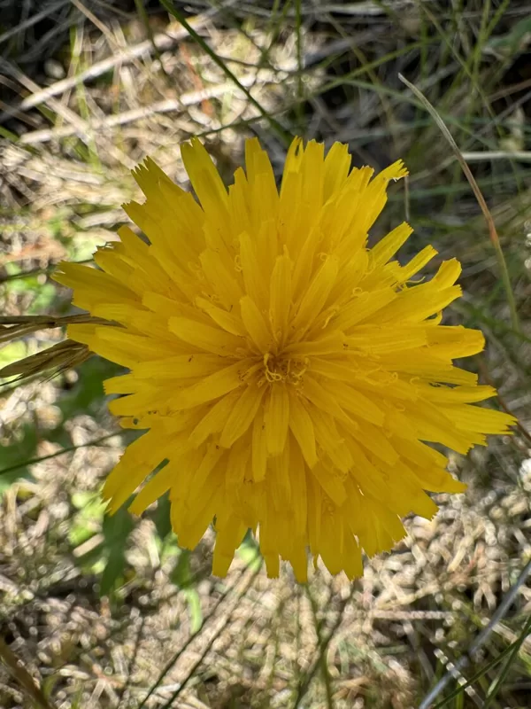 Leontodon hispidus rough Hawkbit