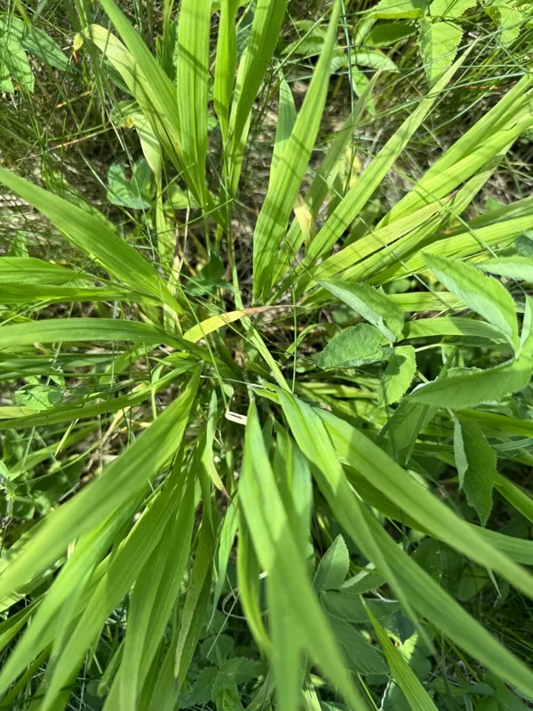 Brachypodium sylvaticum false brome