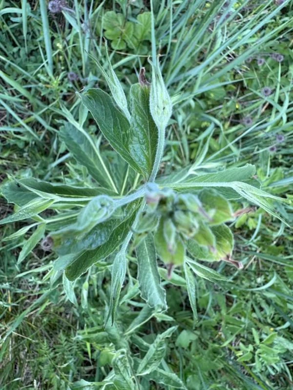 Lysimachia vulgaris yellow Loosestrife