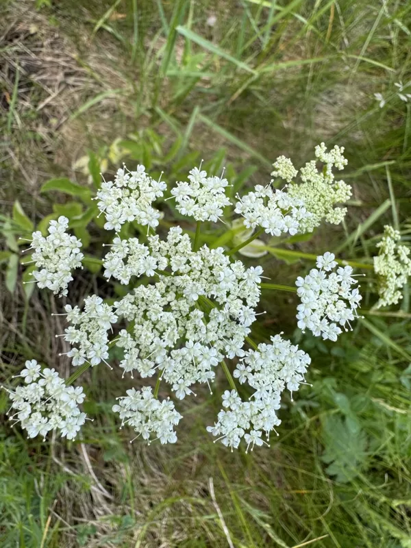 Aegopodium podagraria Ground elder
