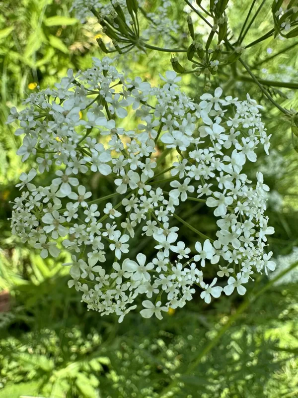 Anthriscus sylvestris cow parsley