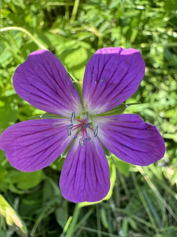 Geranium palustre Marsh cranesbill