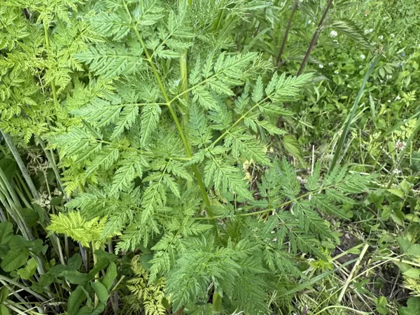 Conium maculatum hemlock