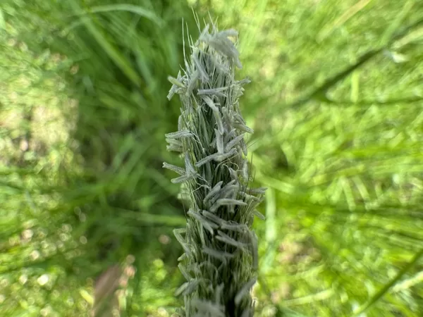 Alopecurus pratensis meadow Foxtail