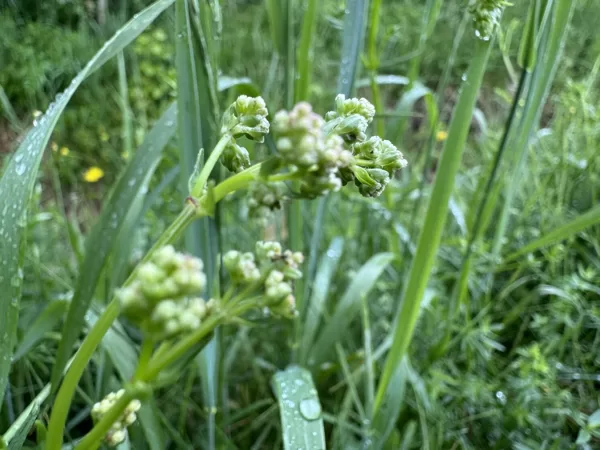 Galium boreale northern Bedstraw