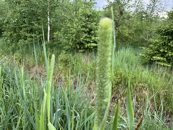 Phleum pratense Timothy