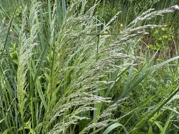 Deschampsia caespitosa tufted Hair-grass