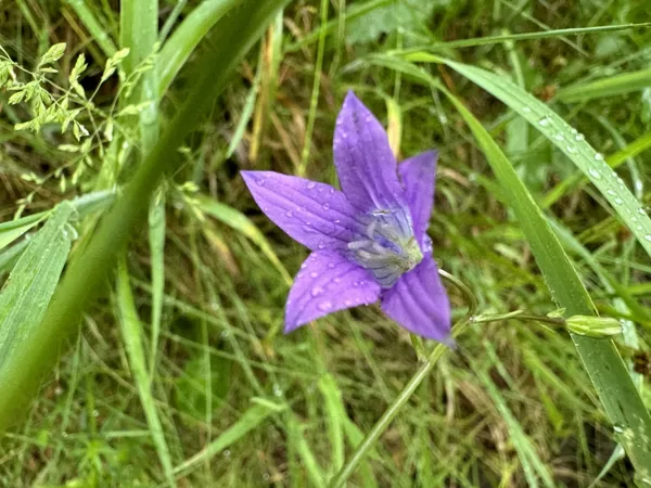 Campanula patula spreading Bellflower