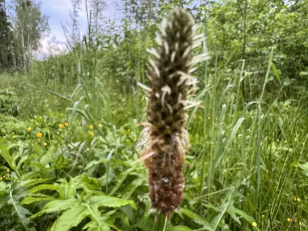 Plantago lanceolata ribwort Plantain