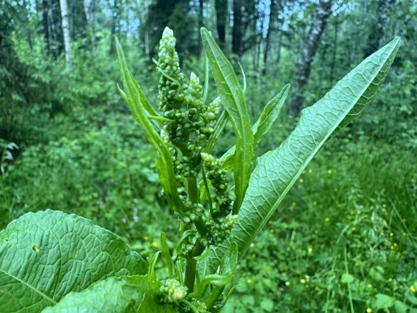 Rumex obtusifolius broad-leaved Dock